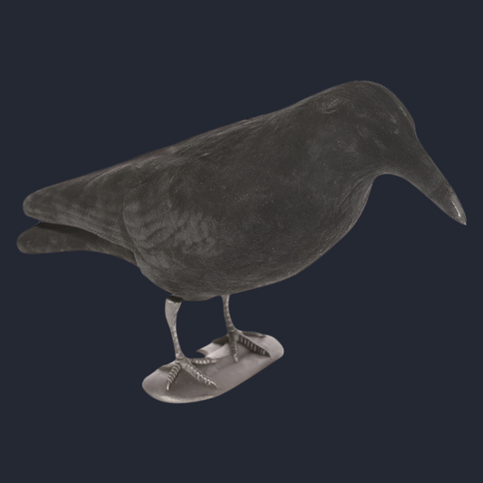 Flocked Crow Full Body Decoy